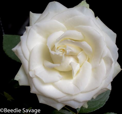 The White Rose Free Stock Photos In  Format For Free Download 193mb