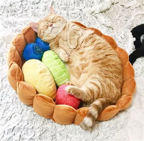 Fruit Tart Cat Bed Ubicaciondepersonascdmxgobmx