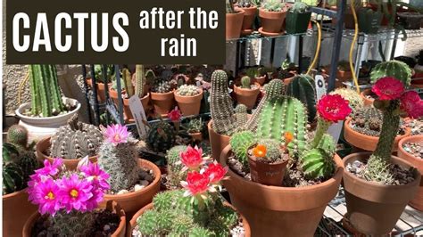 Cacti After The Rain Cactusflower Cactus Youtube