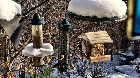 Our selection of charming bird decor and bird home accents includes wall art, window treatments, and lamps. From the Kitchen window | Bird house, Bird houses, Decor