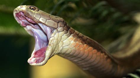 Giftigste schlange der welt bilder : Die giftigsten Schlangen der Welt - Welt der Wunder TV