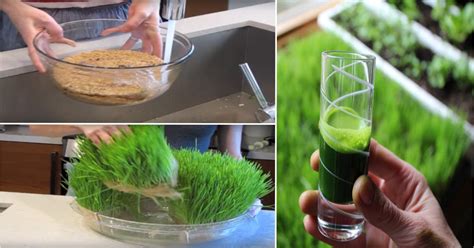 How To Grow Wheatgrass At Home Step By Step Video