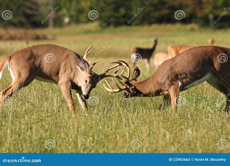 Two Whitetail Deer Bucks Fighting Stock Photos Image 22963663