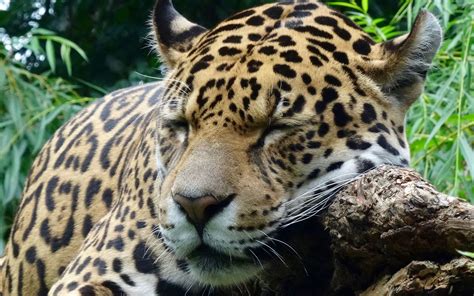 Download Wallpaper 3840x2400 Jaguar Predator Sleeping Big Cat 4k