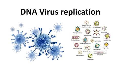 Replication Of Dna Viruses Youtube