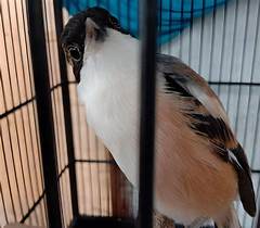 Suara Burung Cendet Mp3