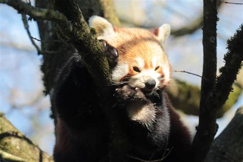 Kleiner Panda Ailurus Fulgens Fulgens Auch Roter Panda Flickr