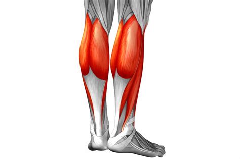 Sistema Muscular 11 Músculos Que Deberías Conocer