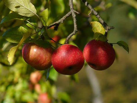 무료 이미지 분기 과일 과수원 익은 식품 빨간 수확 생기게 하다 가을 건강한 맛있는 선택 비타민 가려워하는 사과 나무 꽃 피는 식물 장미
