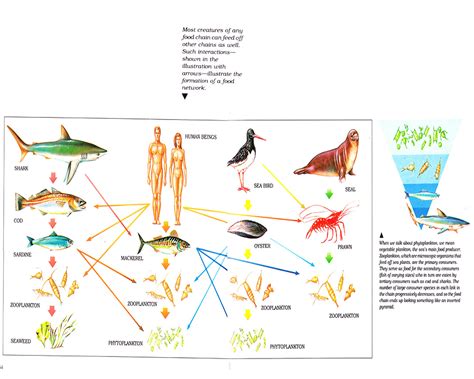 Consider, for example, the food chain described above. Life in the Sea
