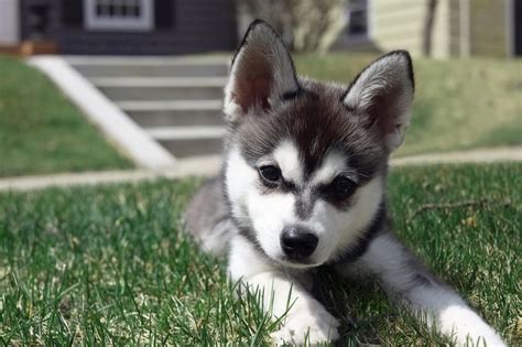 They come in three different sizes. A Guide to Alaskan Klee Kais | Embark | Alaskan Klee Kais