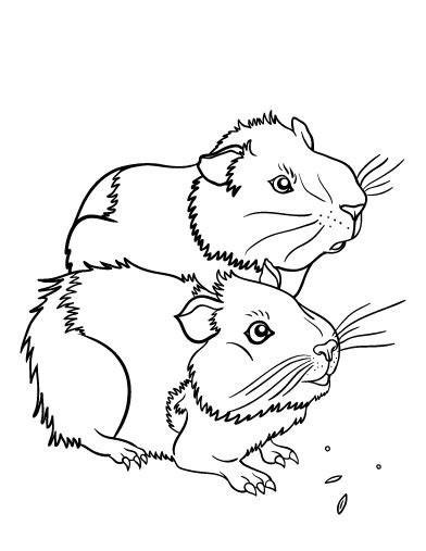 Beige is one of the lighter guinea pig colors and is described as a light brown with yellow tones. Pin on Coloring Pages at ColoringCafe.com