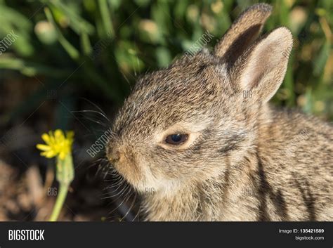 Cute Little Baby Cottontail Rabbit Image And Photo Bigstock