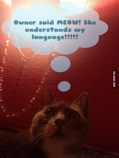owner said meow she understands my language 9gag