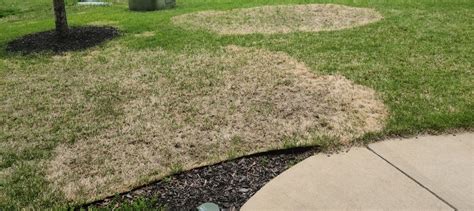 Brown Patch Zoysia Southern Maryland Ask Extension
