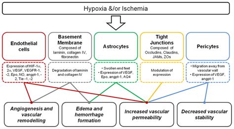 Frontiers Vulnerability Of The Developing Brain To Hypoxic Ischemic