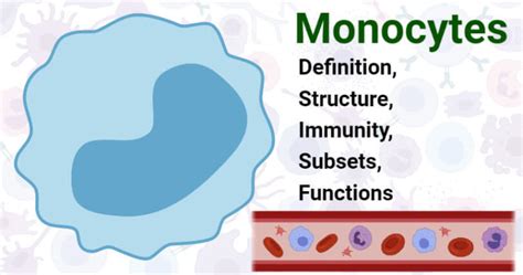 Monocytes Definition Structure Immunity Subsets Functions