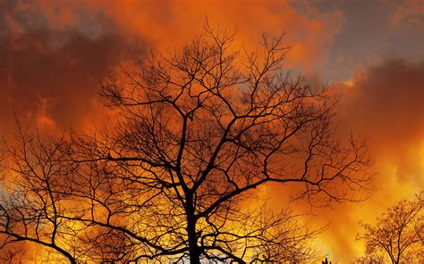 Download Wallpaper 3840x2400 Tree Branches Dawn Sky Clouds Autumn