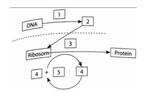 Sayangnya, hanya orang yang memiliki masalah kesehatan serius yang memikirkan gizi. Sintesis Protein - Tahapan, Proses, Skema, Diagram dan Penjelasannya