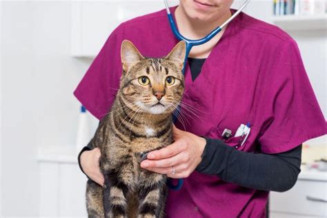 Although a cat vomiting up a hairball every so often is normal, there are times when you may need to be concerned. My Cat Has Diarrhea and Vomiting - Possible Causes and ...