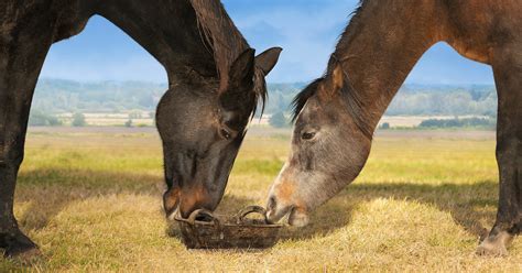 Haygain Australia What To Feed An Overweight Horse