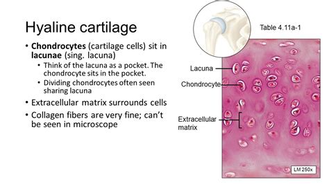 Cartilage Lacuna Liberal Dictionary
