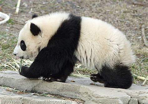 Cute And Funny Pictures Of Animals 30 Pandas 3