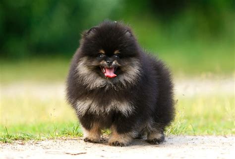 Pomeranian Puppy For Sale Buy Small And Cute Pom In London