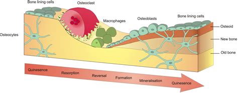 Faites appel à coach professionnel à genève en suisse ! All About Nutrition & Bone Health | Precision Nutrition
