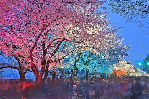 Korea Cherry Blossom Festival Hab