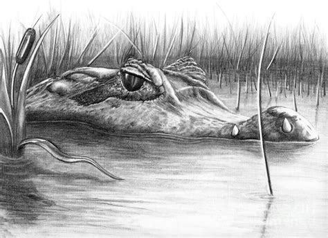 Florida Gator By Murphy Elliott Alligators Art Animal Drawings Drawings
