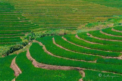 5 Reasons Why You Need To Visit Cadapdapan Rice Terraces In Bohol