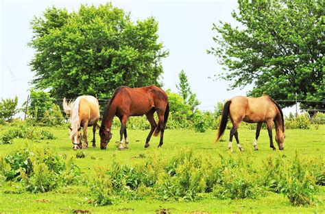 Weed Management Plans For Horse Pastures The Horse