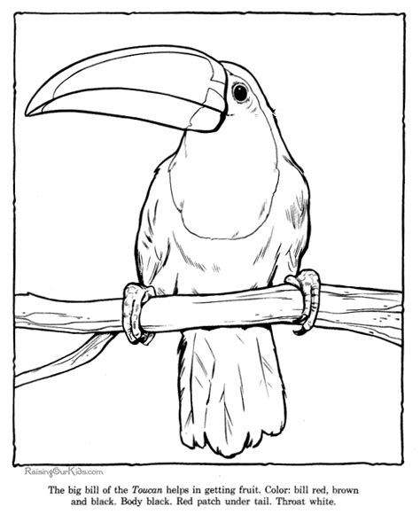 37+ toucan coloring pages for printing and coloring. Toucan coloring picture sheets - Zoo animals 032