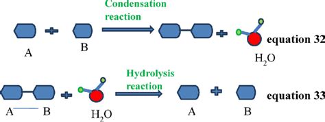 E Reaction Mechanism Of Condensation And Hydrolysis Reaction