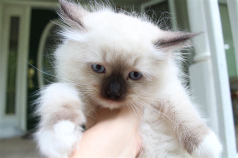 Ragdoll Cats For Sale Lake Wylie Sc 205207 Petzlover