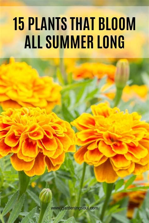 15 Plants That Bloom All Summer Long Gardening Soul