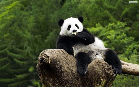 41 Panda Hd Wallpapers On Wallpapersafari