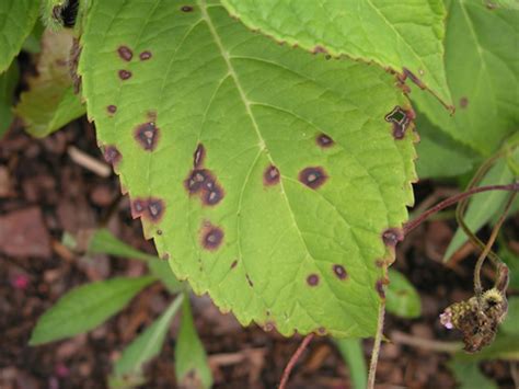 Leaf Spots On Hydrangea Shrub How To Prevent Treat And Control Wilson
