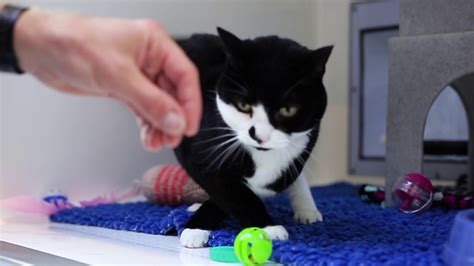 Are you looking for #yourpurrfectjob? Jess at Cats Protection, Chelwood Gate, October 2018 - YouTube