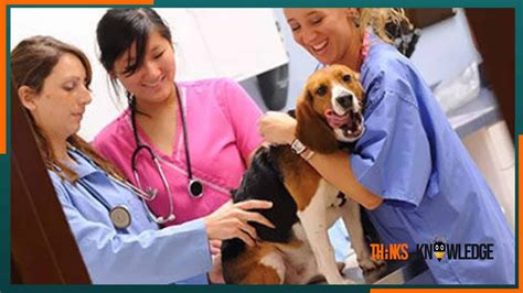 How To Become A Veterinary Doctor After 12th In India Thinksknowledge