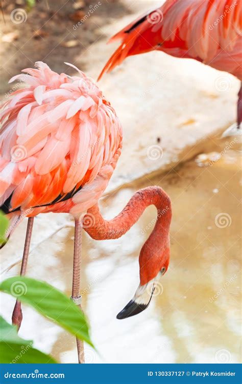 Pink Flamingos In Wildlife Stock Image Image Of Group 130337127