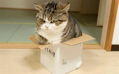 Why Do Cats Love Chilling Out In Boxes So Much Scientists Could Have