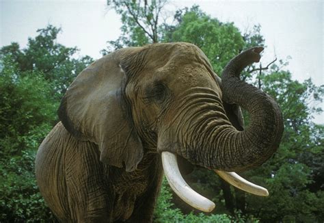 Kostenlose Foto Natur Tier Tierwelt Zoo Dschungel Makro