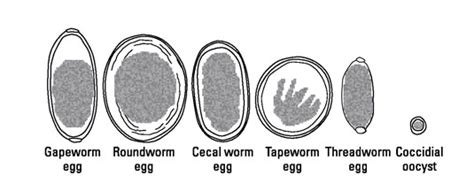 Parasitic Worms In Chickens Dummies