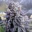 Black Valium  Chosen Seeds Worldwide Delivery Of Cannabis