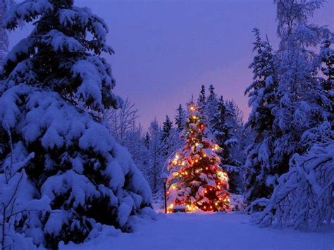 Christmas Christmas Tree Winter Snow Christmas Lights Forest