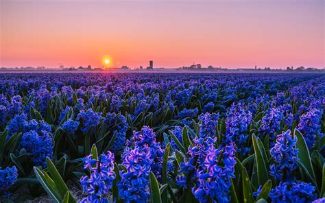 Download Wallpapers Violet Hyacinths 4k Sunset