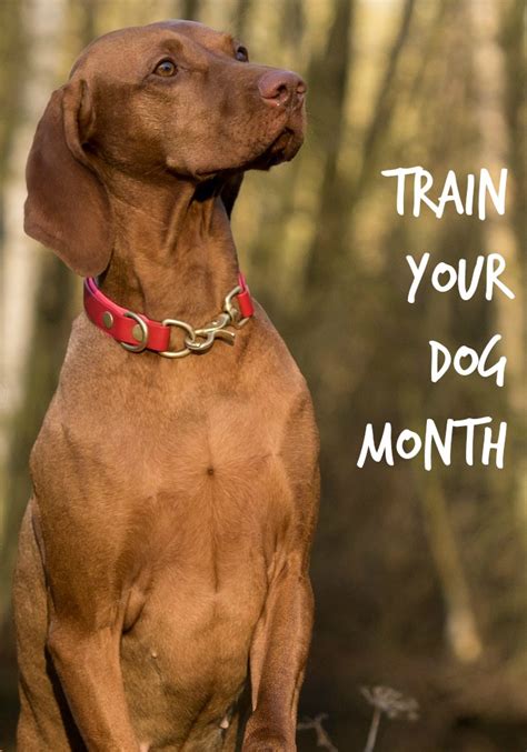 Its Time for Train Your Dog Month - DogVills