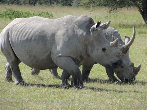 Rhinos I Spotted In Lake Nakuru National Parc Kenya Animals Nakuru